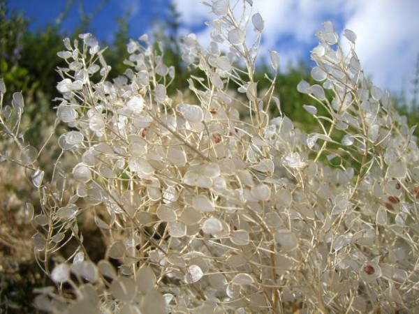 blume