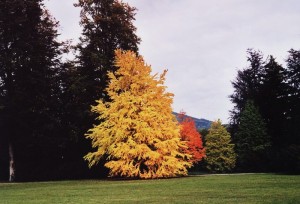 Park